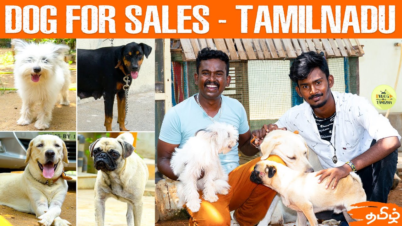 Dog for sales All Puppies Available Puppy Sales Pets Dog