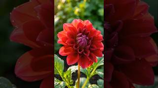 Red Dahlia Flower Bloom 🌸✨ | From Seed to Flower