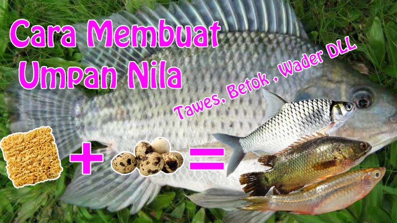 Umpan Ikan Nila Dengan Mie Instan dan Telur Puyuh - Solusi Nila Susah