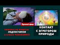 КОНТАКТ С ЭГРЕГОРОМ ПРИРОДЫ #гипноз #ченнелинг #природа