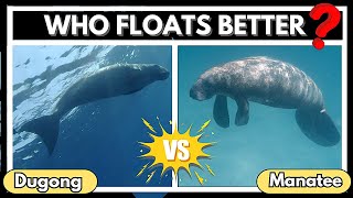 Dugong vs Manatee: Spotting the Weirdest Sea Cow Differences