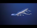 Mesmerizing 4K Footage of Deep-Sea Creatures that Live in the Unexplored Ningaloo Canyons