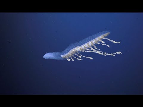 Filmato in 4k mostra per la prima volta le creature che vivono nei Canyon inesplorati di Ningaloo