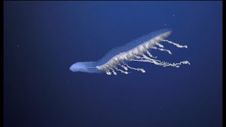 Illuminating Biodiversity Of The Ningaloo Canyons - 4K Rov Highlights