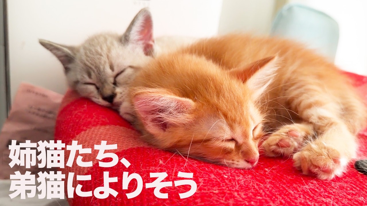 弟子猫、姉猫ふたりに見守られる Ther brother-kitty and the elder
