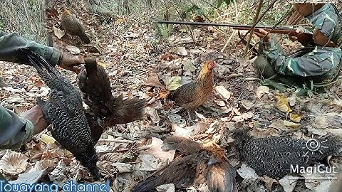 hunting ต่อไก่เข้ามาดีดี cuab qaib qus thiab ho huam tuaj zoo heev