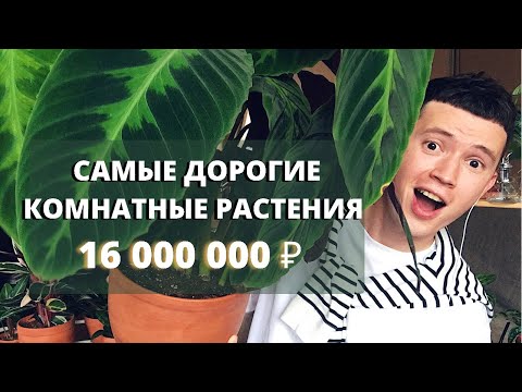 Видео: Редкие комнатные растения - самые дорогие комнатные растения в мире