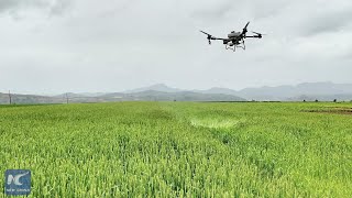 Drone spraying helps protect wheat harvests in northwest China