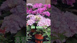 #홍랑 #임영웅 #인생힐링