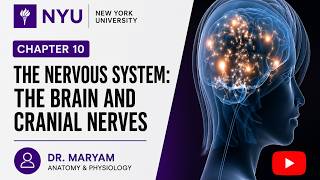 Chapter 10: The Brain and Cranial Nerves | Anatomy and physiology