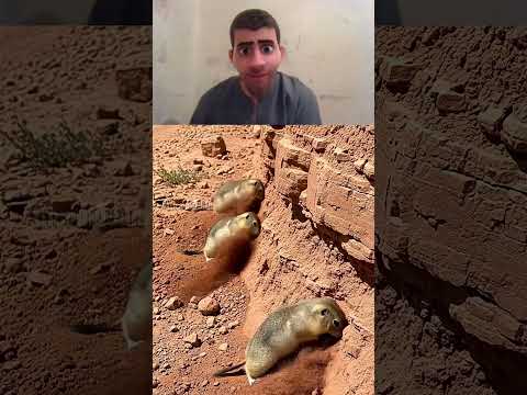 Gophers Help Ambulance Get Through A Landslide! #animals #rescue #wildlife   Daily Paw News 1080p, h