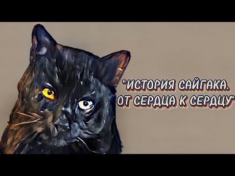 Фильм "Сайгак" Спасение бездомного кота 🐱