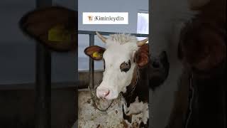 Ahırda 5 Dakika Gecikince Gelen O Bakışlar 😄🐮