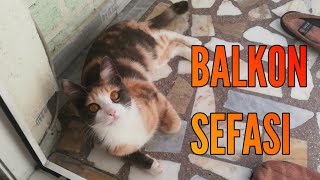 Köpüğün Balkon Sefasi Komi̇k Kedi̇ler Kedi̇ Vlog