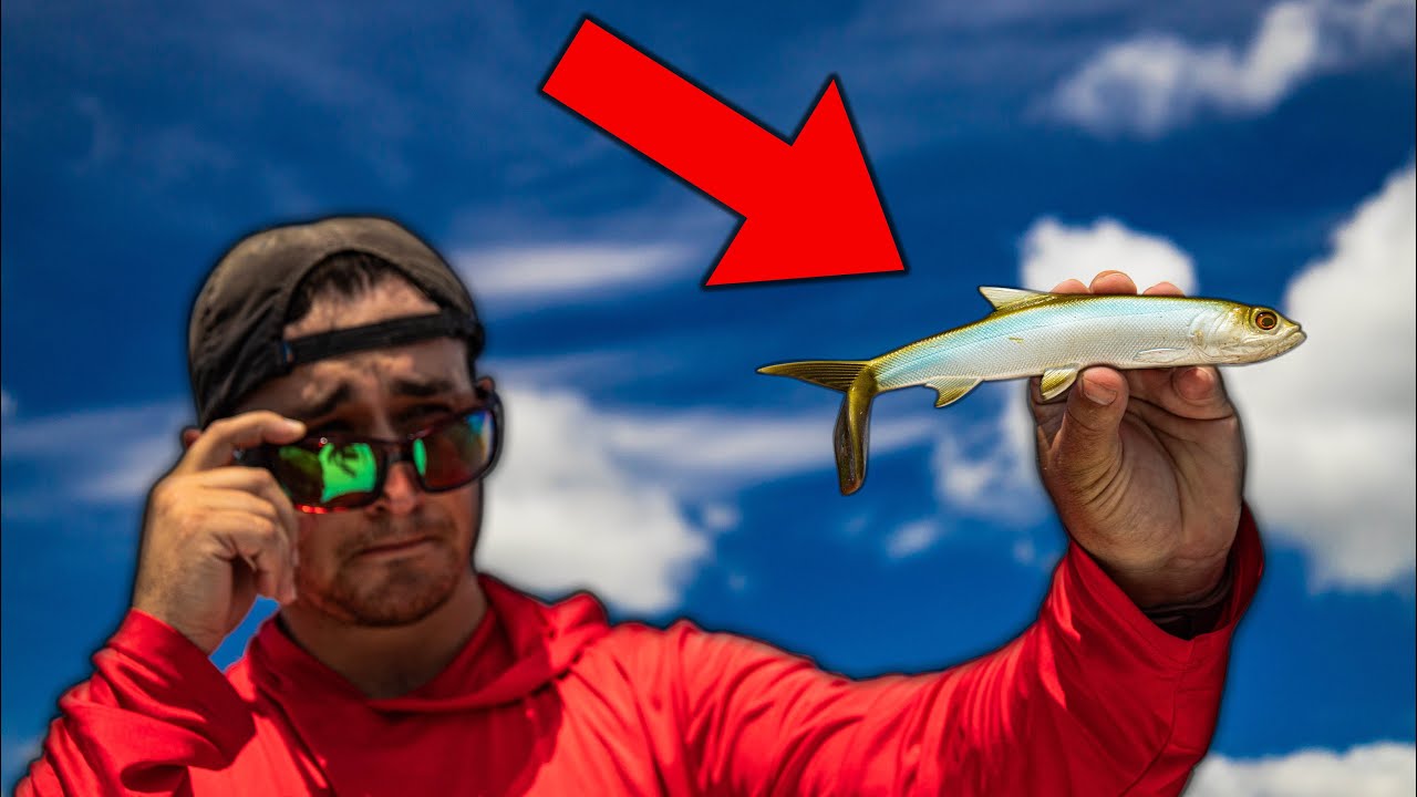 Is This Expensive Giant Ladyfish Fishing Lure Worth the Money? YouTube