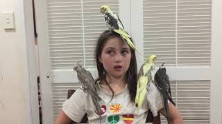 meet our Hand-raised cockatiels