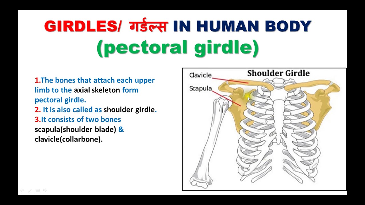 Girdles/ गर्डल्स in human body, PELVIC & PECTORAL GIRDLES