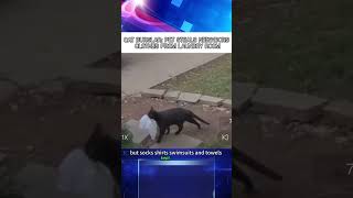 News cat burglar pel steals neighbors clothes from laundry room