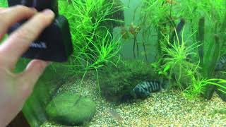 TEST JBL Floaty Blade L (Aimant aquarium)
