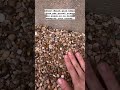 Applying super max mulch glue to pebbles shorts