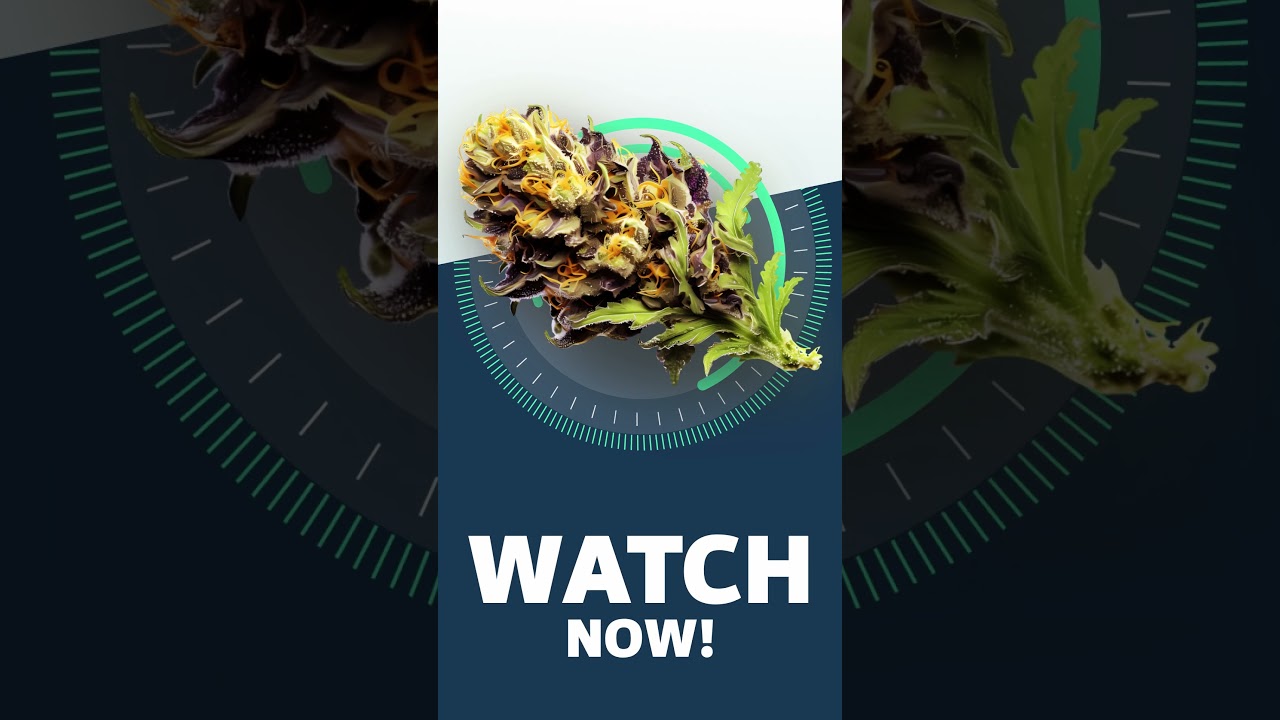 Mango Haze - StrainView