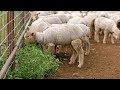 Farmer Uses a Shocking Modern Technique You&#39;ve Never Seen - Amazing Farm Inventions