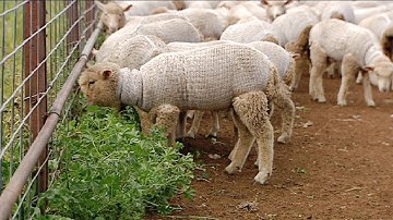 Farmer Uses a Shocking Modern Technique You
