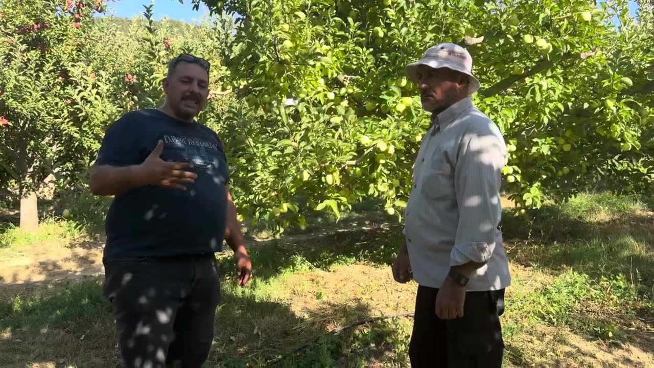 ELMADA 6. YILINDA FULL MEYVE TUTUMU