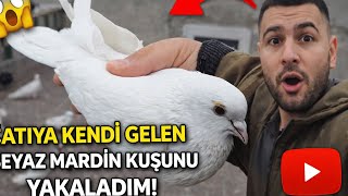 Çatıya Kendi Gelen Beyaz Mardin Kuşunu Yakaladım
