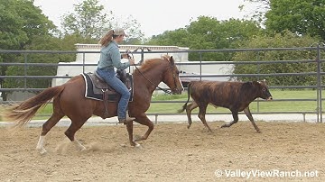 Gimme Checks - working cows #1! - ValleyViewRanch.net