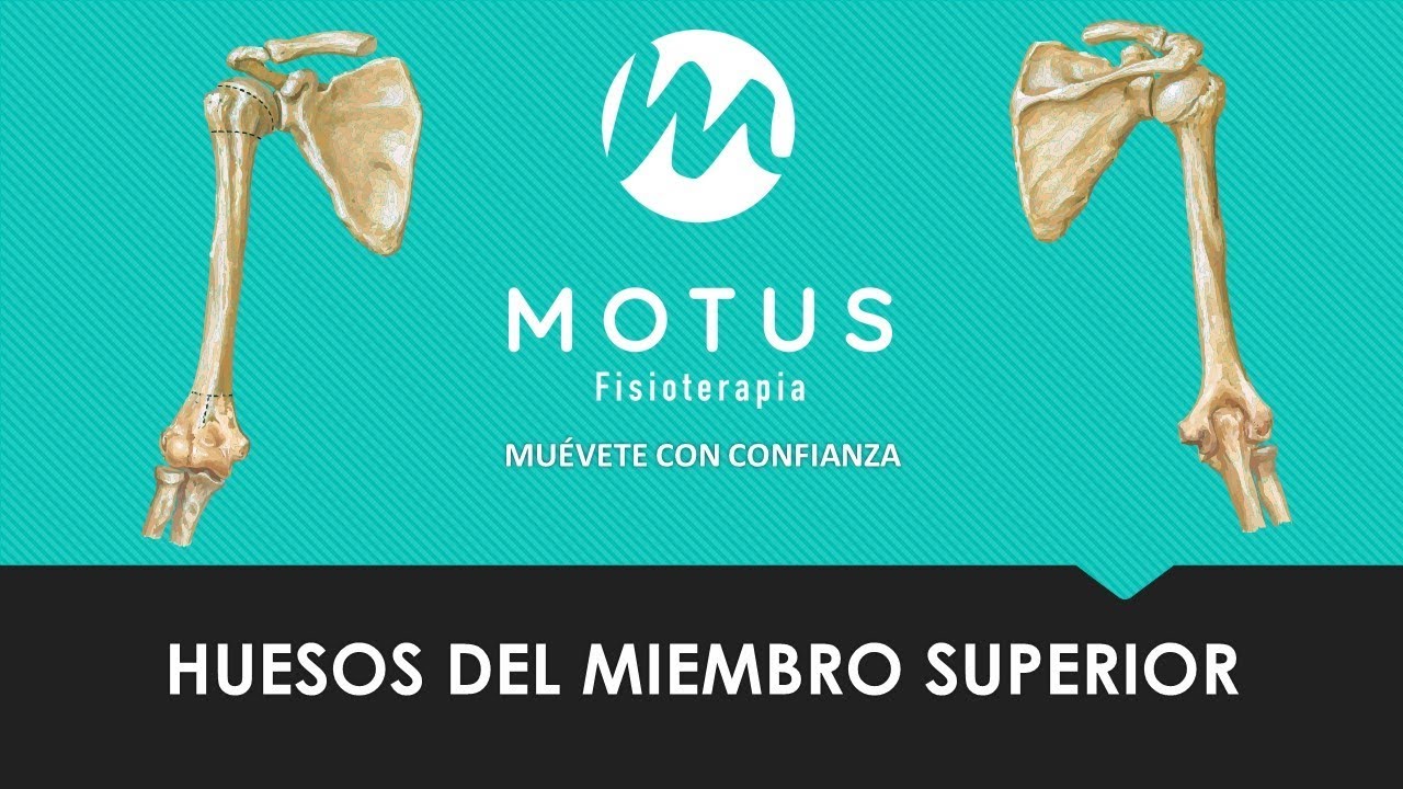 Huesos del Miembro Superior camera iphone 8 plus apk