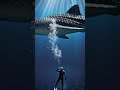 Gentle Giant of the Ocean #shorts #youtubeshorts #aquavibe
