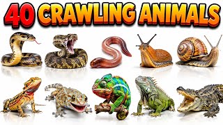 40 Crawling Animals Name for Kids | Learn Reptiles &amp; Insects