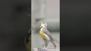 Listen to the Western Meadowlark Sing 🎶