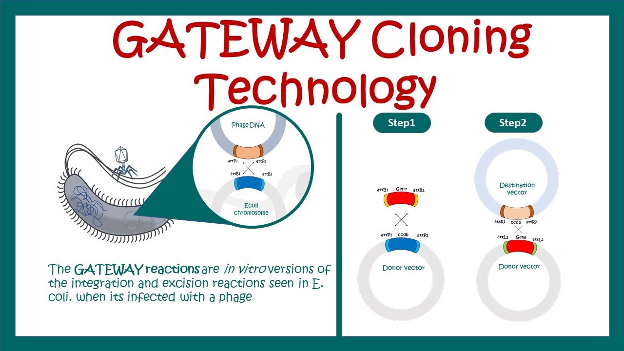Gateway cloning | How does Gateway cloning work? | What are the advantages  of Gateway cloning? | - YouTube