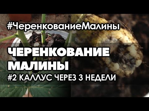 &#55356;&#57151; #2 Три недели. Что произошло с черенками малины. Размножение малины черенками в августе.