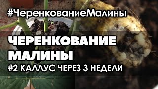 картинка: 🌿 #2 Три недели. Что произошло с черенками малины. Размножение малины черенками в августе.