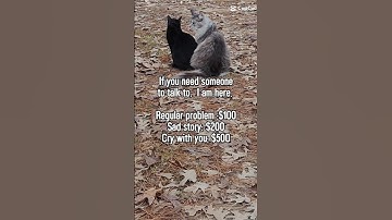you get what you pay for, right? #funny #therapy #cat #silly #doomscrolling #brainrot #fyp