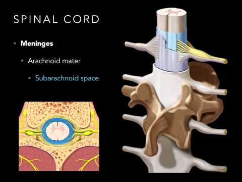 Video: Spinal Meninges Anatomy, Diagram & Function - Kroppskartor