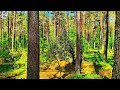 4K Forest Healing Sounds 🌲 Tranquil Birdsong & Soothing Nature