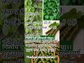 Guduchi🌱 Tinospora. #giloy #benefits #dravya #plants #ytshort #yt