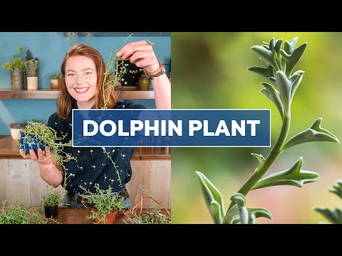 Video: Wat zijn dolfijnenplanten - Verzorgings- en kweektips voor dolfijnen