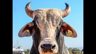 HIGHLIGHTS KOSKO FIVEM #13 #PJLKOSKO 🐮