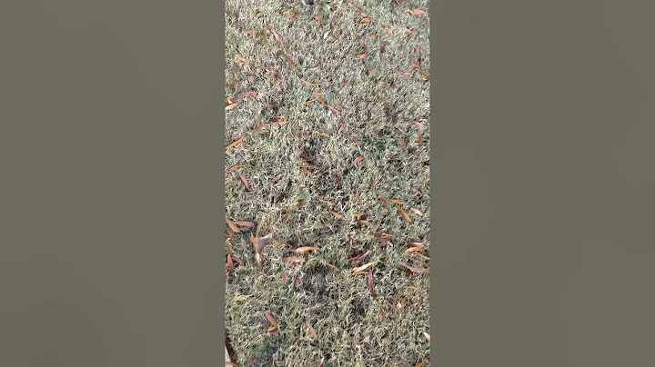 Vlog 1