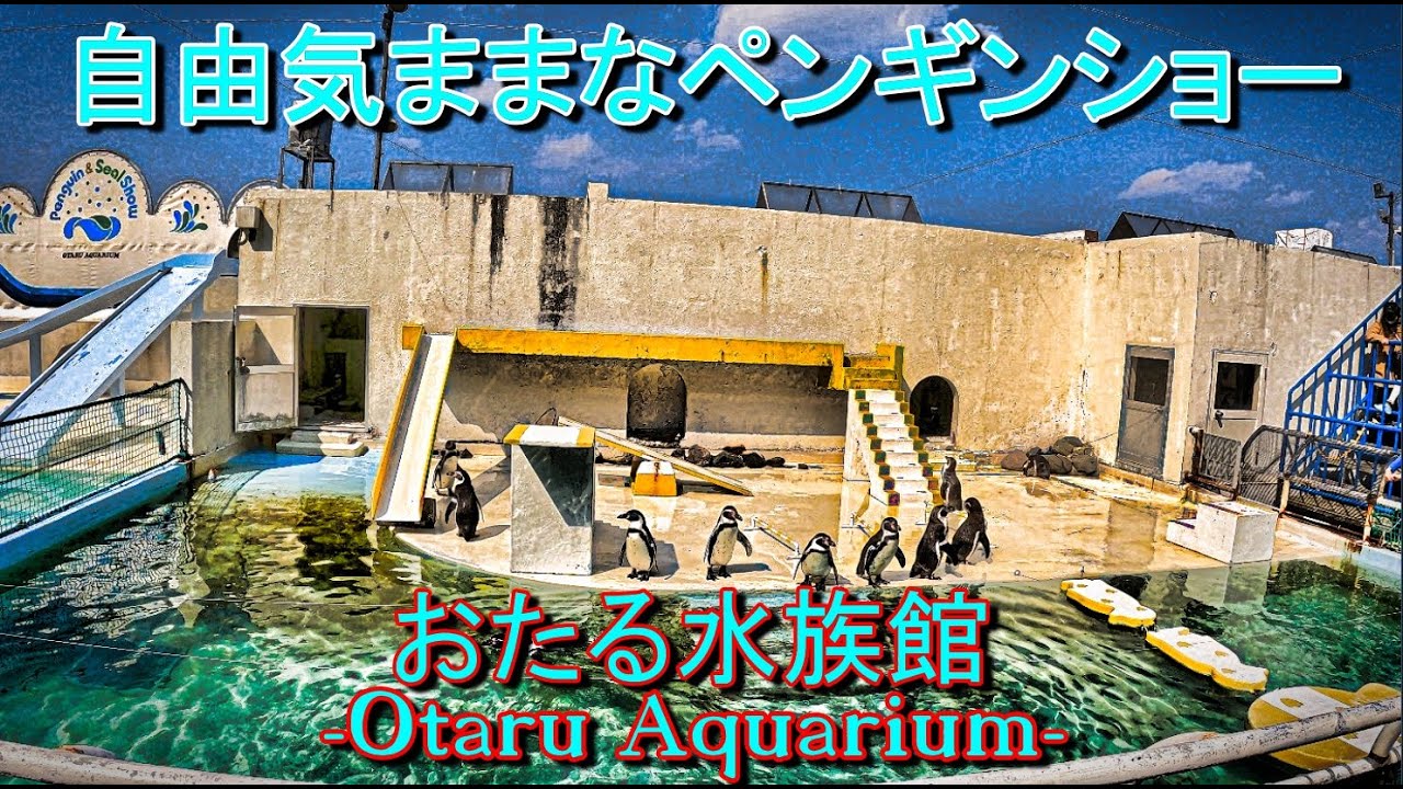 2023 0330 Otaru Aquarium YouTube 2023-0330-otaru-aquarium-youtube