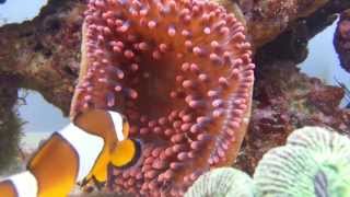 Simbiosis pez payaso y anémona / Symbiosis Clownfish and anemone.