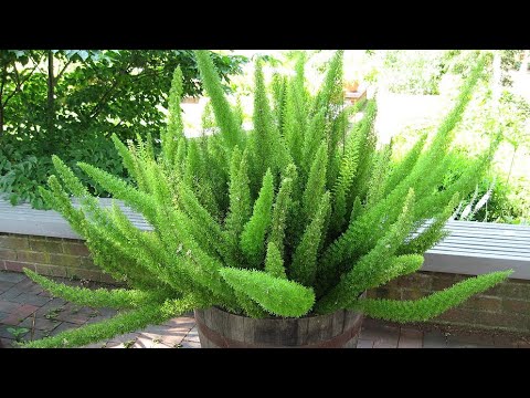 Video: Uzgoj paprati lisičji rep: kako se brinuti o biljkama paprati lisičji rep