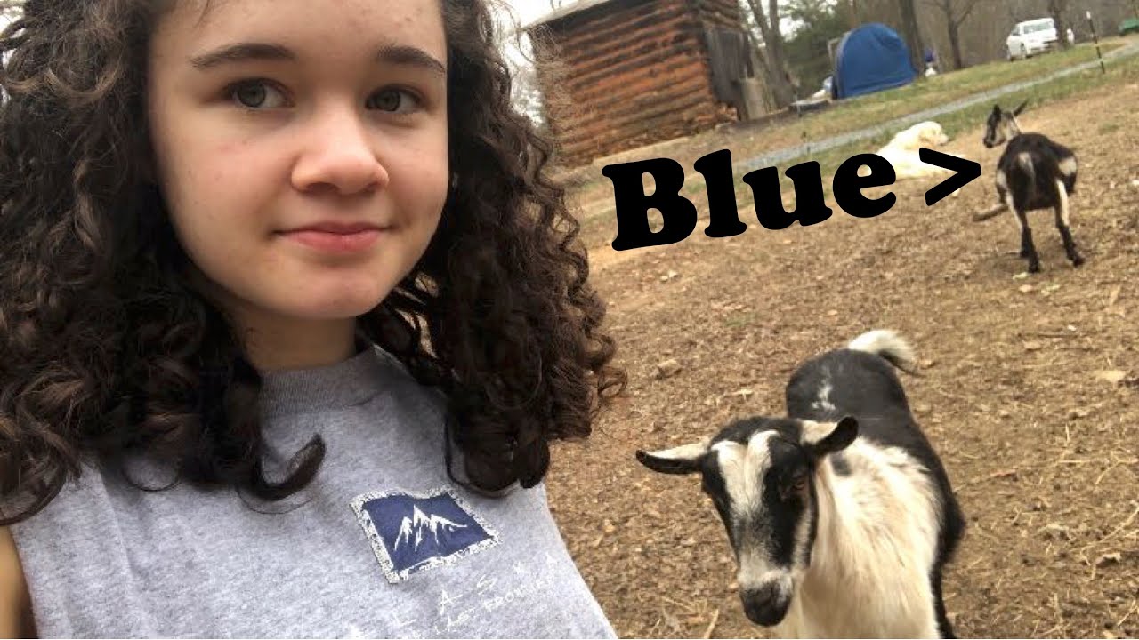 Goat Pregnancy Process Blue 4 5 Months Along YouTube goat-pregnancy-process-blue-4-5-months-along-youtube