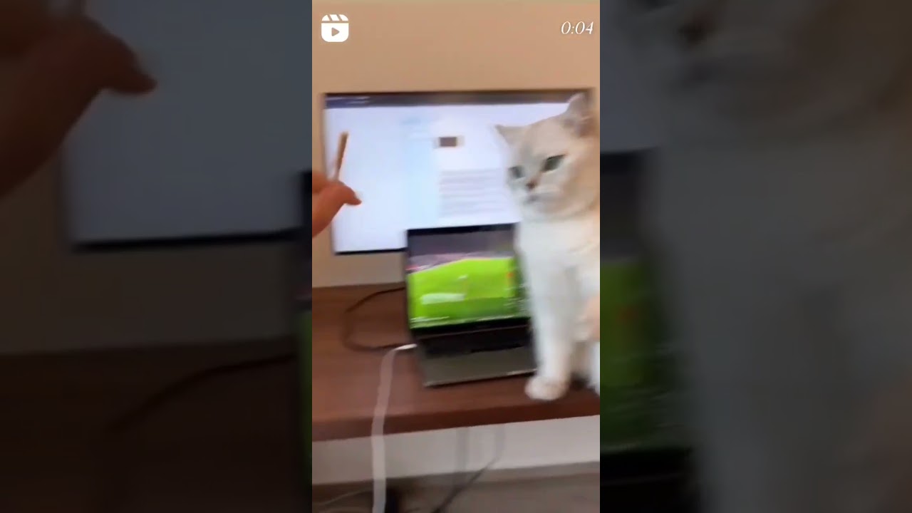 it's my style.smoking video 😺🐈