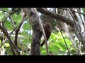 Arapaçu-de-bico-branco (Dendroplex picus).